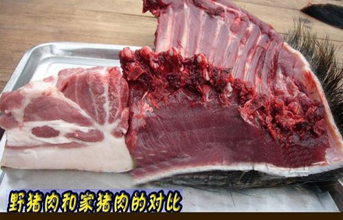 野猪肉