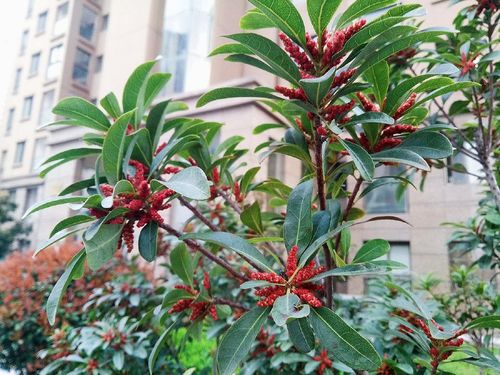 杨梅树也开花,雌树开花看不到,雄树开花不结果