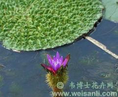 莲藕叶怎么还长刺啊