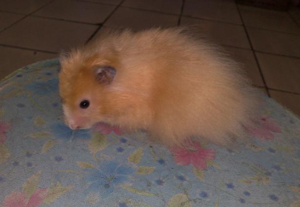 长毛熊 稀有长毛熊 长毛金丝熊