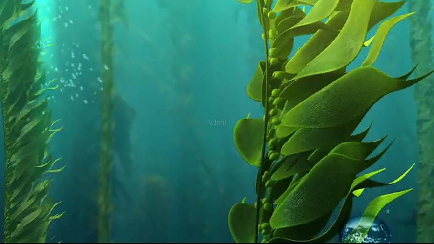 海藻海藻精华海藻面膜海藻素材_1920x1080_高清视频素材下载(编号