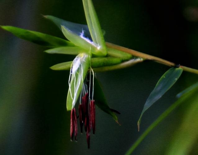 竹子开花马上搬家竹子开花真的是灾难的前兆吗