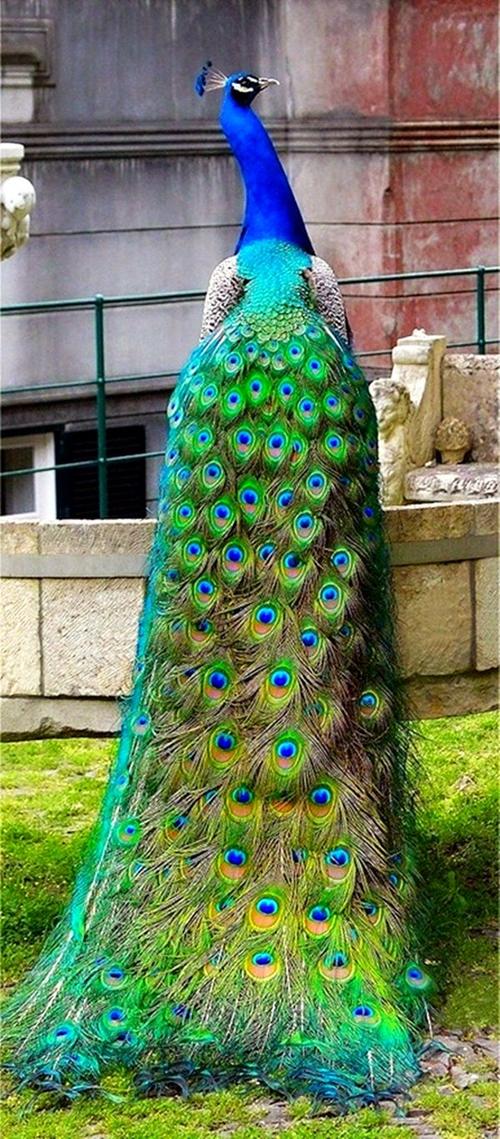 【动物世界】蓝孔雀(学名:pavo  wbr>cristatus)