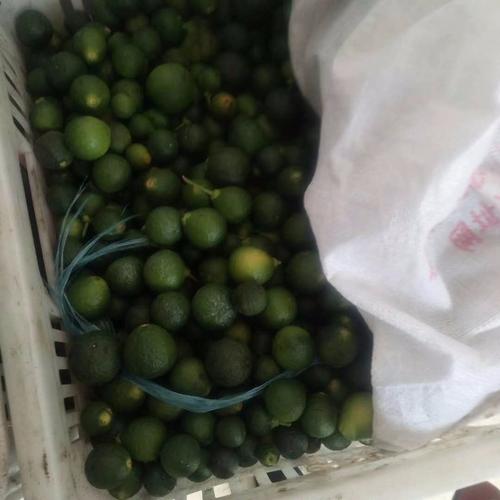 一线直击:湖南沅江枳实产新 价格下跌