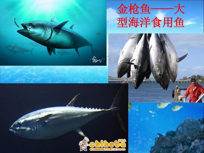 海洋生物ppt