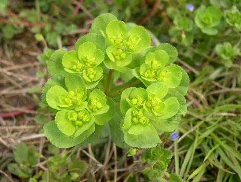 猫儿眼主要生长在哪个地区?