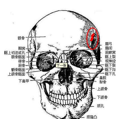 关于脸部骨骼的问题 分享 