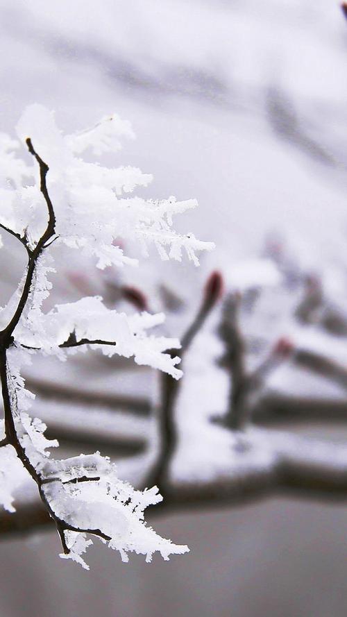 春天冰雪下坚强的嫩芽