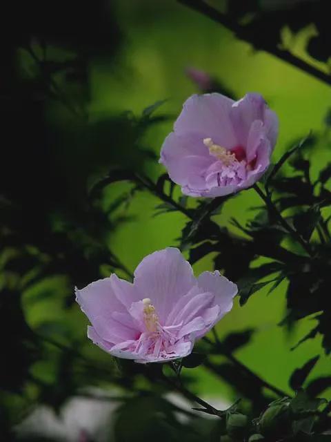 沧海一粟等19人:万紫千红·同题微诗《木槿花》 心香文艺