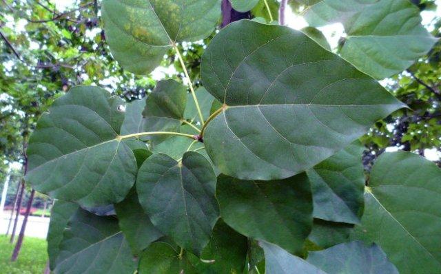 能告知拍照的季节,地区吗? 泡桐树叶