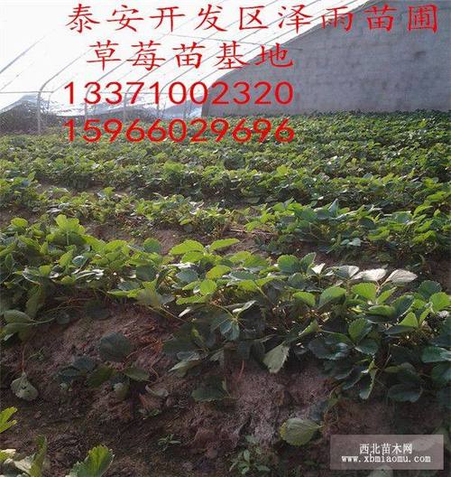 粉红公主草莓苗批发 粉红公主草莓苗2017年价格