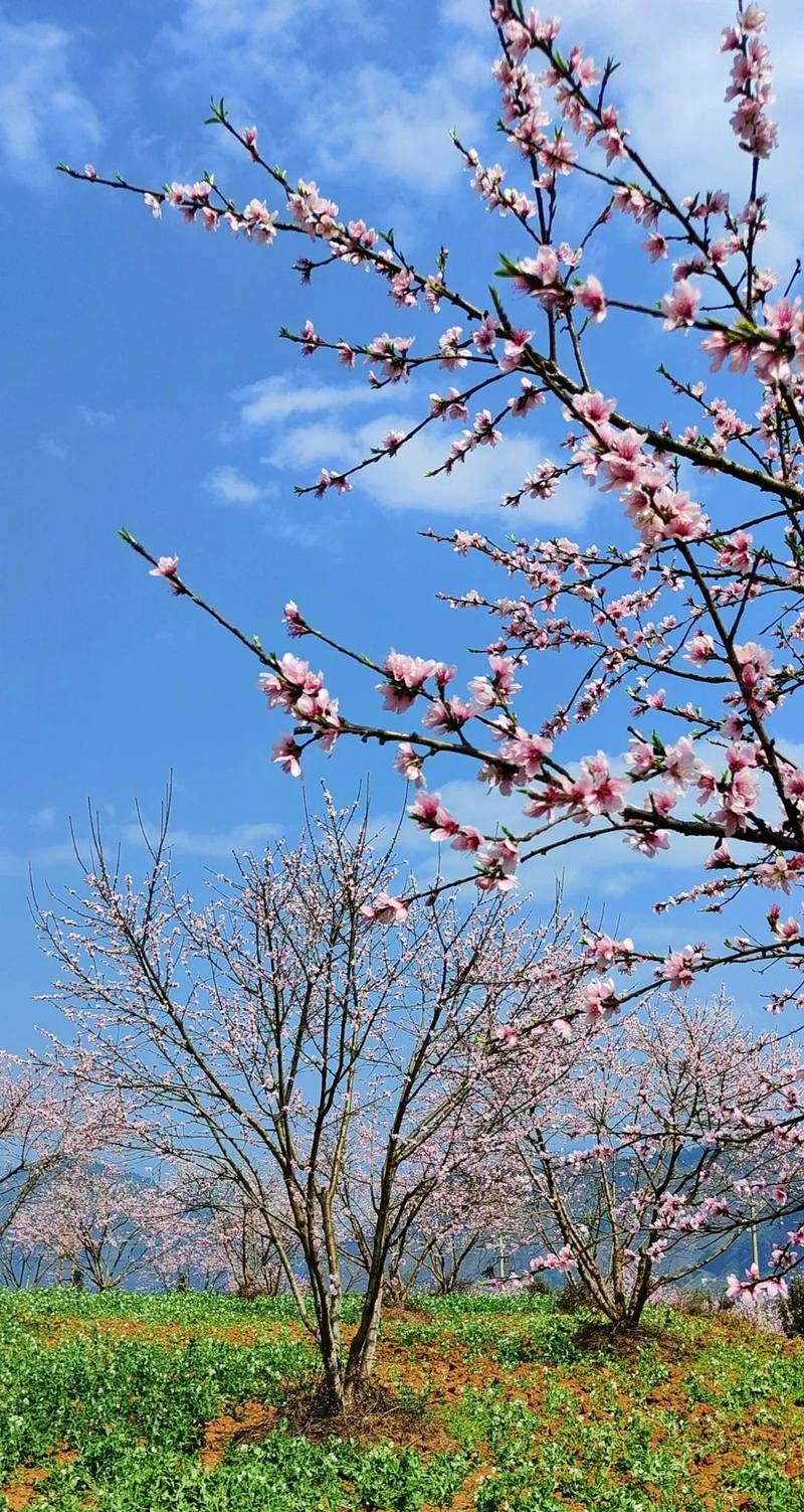 颜值爆表丨六盘水这里"十里桃花"正式上线!是时候来一趟了!(附路线)