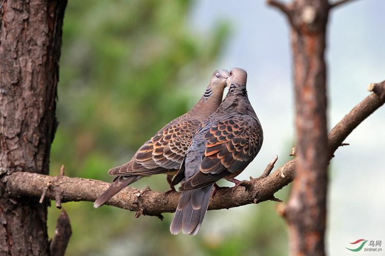 相亲相爱的山斑鸠及