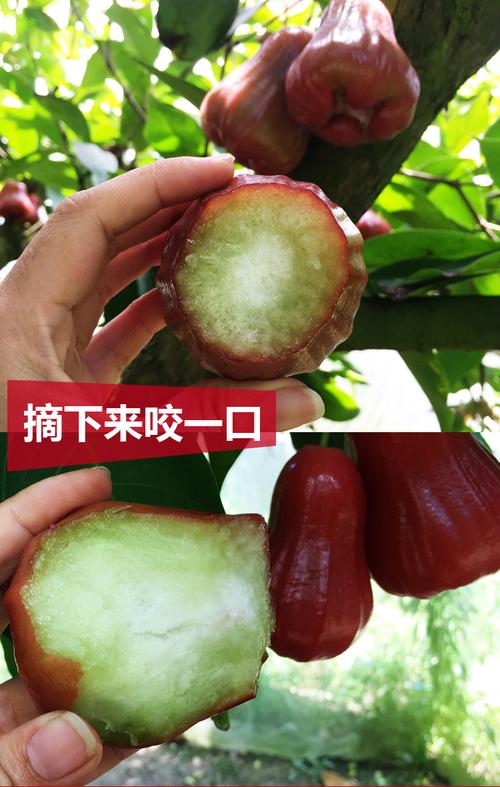 一级大果越南黑金刚莲雾3斤进口黑金刚莲雾 新鲜水果直采包邮