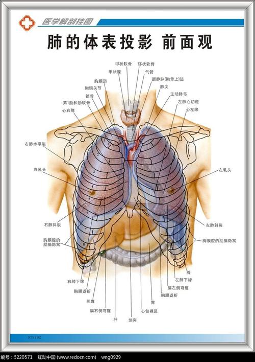 肺的体表投影前面观挂图