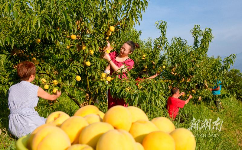 7月26日,新宁县金石镇金岭村金望农业黄桃园,游客在采摘黄桃.