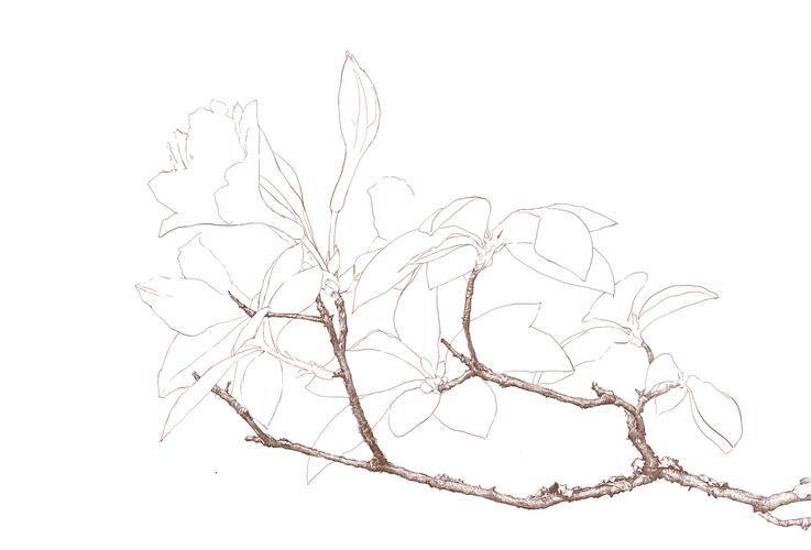 彩铅杜鹃花带作画步骤