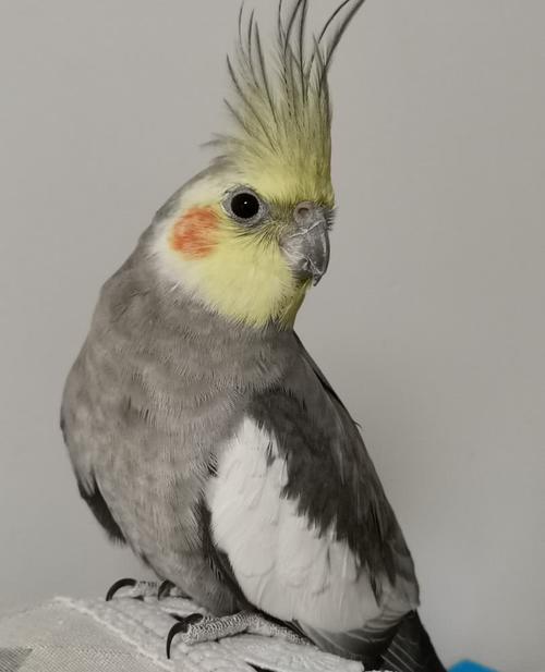 玄凤鹦鹉还有这么漂亮的品种,网友直呼:爱了!