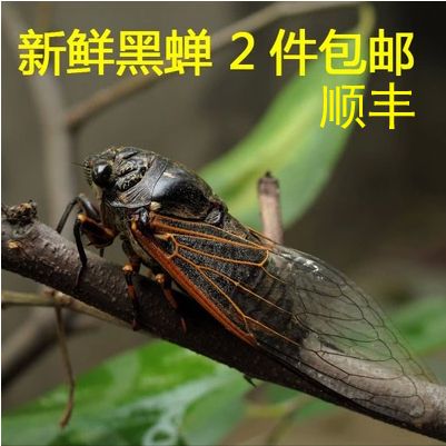 2016年山东野生黑蝉爬炸新鲜蝉虫知了猴龟蝉蛹唐僧肉2件包邮顺丰商品