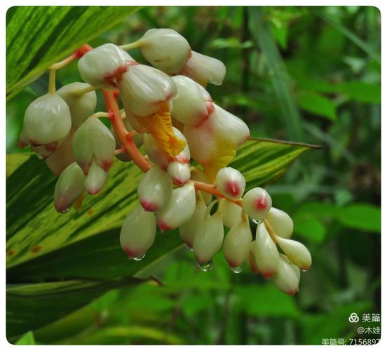 其它 艳山姜 写美篇 艳山姜的根状茎和果实,味辛,涩,性温.