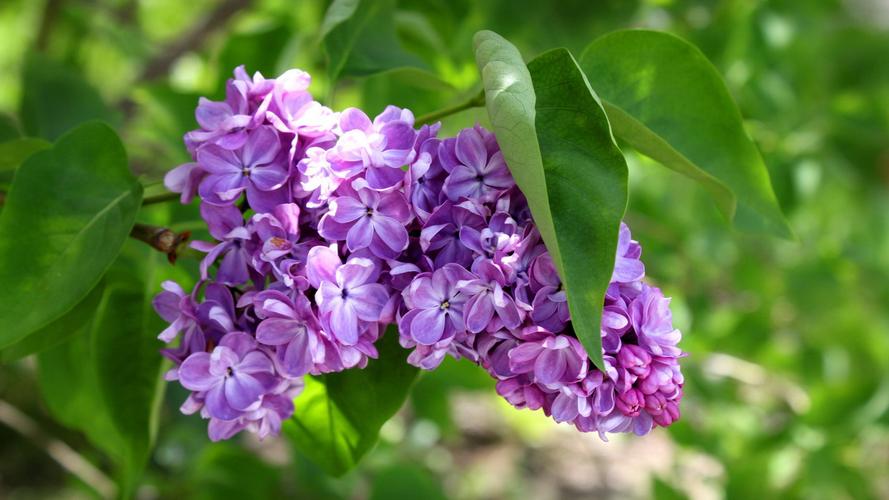 丁香花唯美高清电脑壁纸