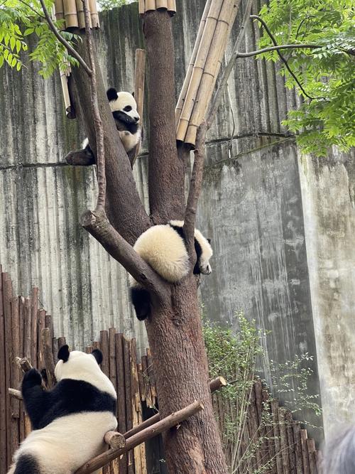 熊猫爬的还挺快 jkol的视频 小熊猫也很可爱 jkol的视频 大熊猫公仔也