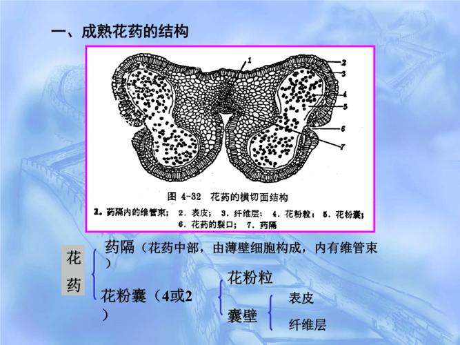 (二)花粉囊壁的形成.ppt