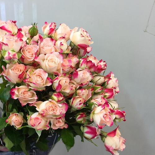 折射肯尼亚进口多头小玫瑰鲜花速递上海两扎包邮