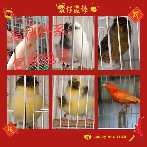 红玉鸟