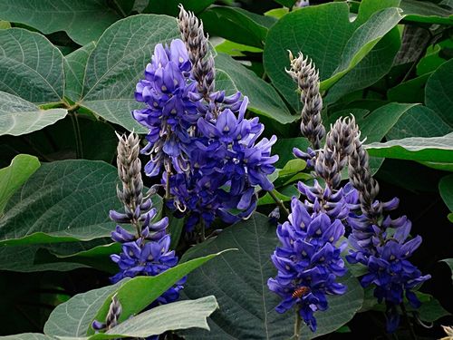 葛花的功效与作用