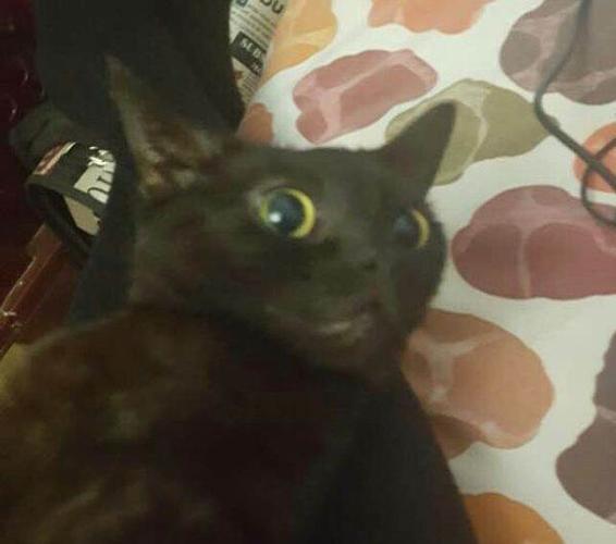 孟买猫黑猫警长找饭票