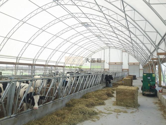 大棚结构牛舍