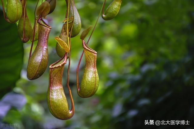 听说过虫吃草这种草竟然能吃虫国家二级保护植物猪笼草