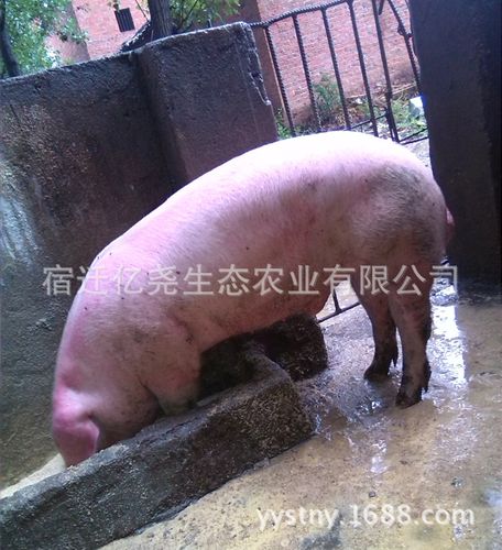 太湖良种黑猪 高产母猪太湖猪 亿尧纯种太湖母猪 批发太湖猪