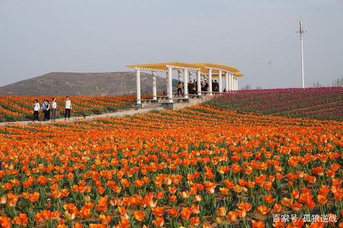 嵖岈山近万株郁金香竞相绽放,迷人的花海令人陶醉其中