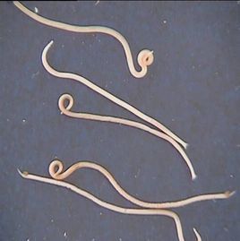 江苏省杨树几种滑刃目线虫种类记述