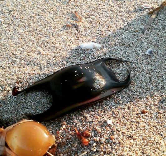 世界无奇不有鲨鱼卵竟长这样