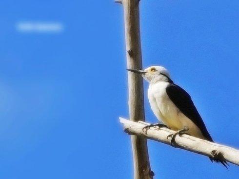 转载白头鸟系列另类的美丽4