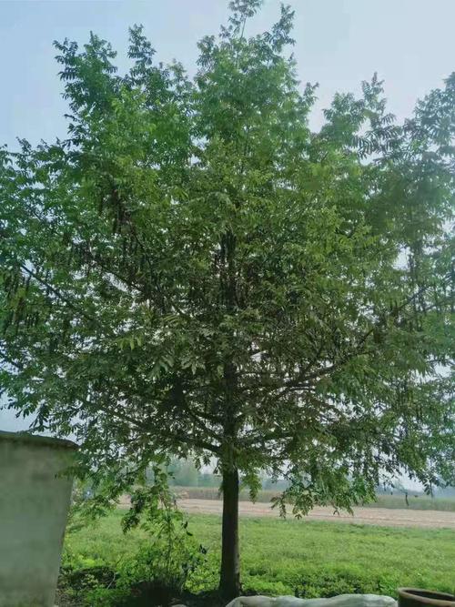新沂枫杨价格枫杨基地直销