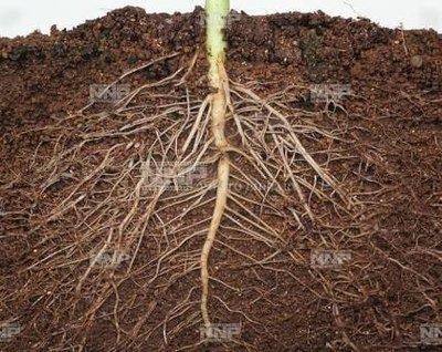 植物的根系:一切都是为了适应环境