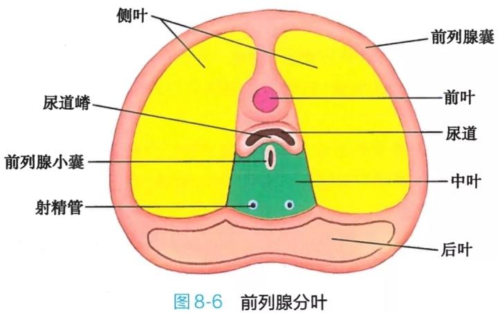 解剖学高清图谱男性生殖系统
