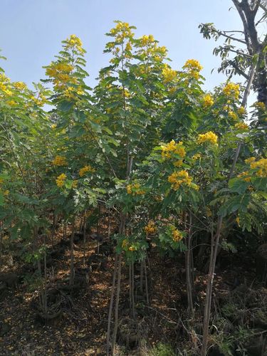 黄花槐 自家基地苗木直销,量大价优