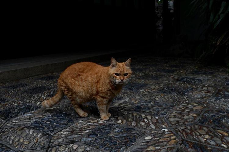 西园寺的猫猫们