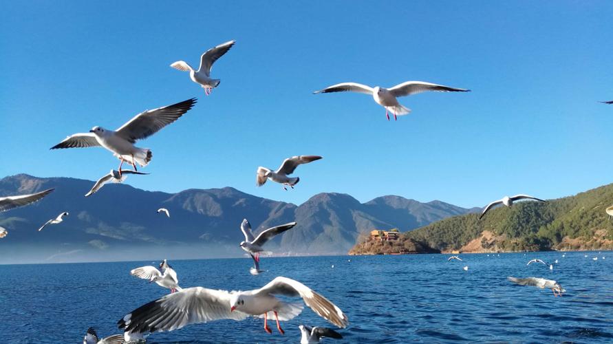 海鸥展翅,我心飞翔!