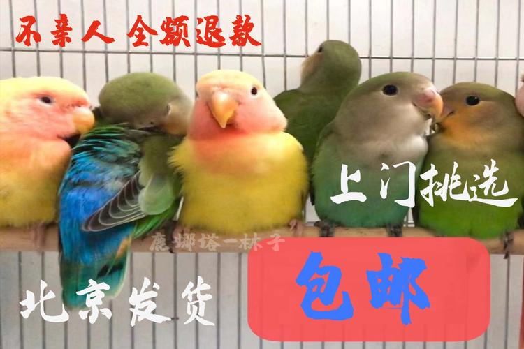 合法面类桃脸牡丹鹦鹉幼鸟手养亲人雏鸟牡丹雏鸟绿桃紫罗兰