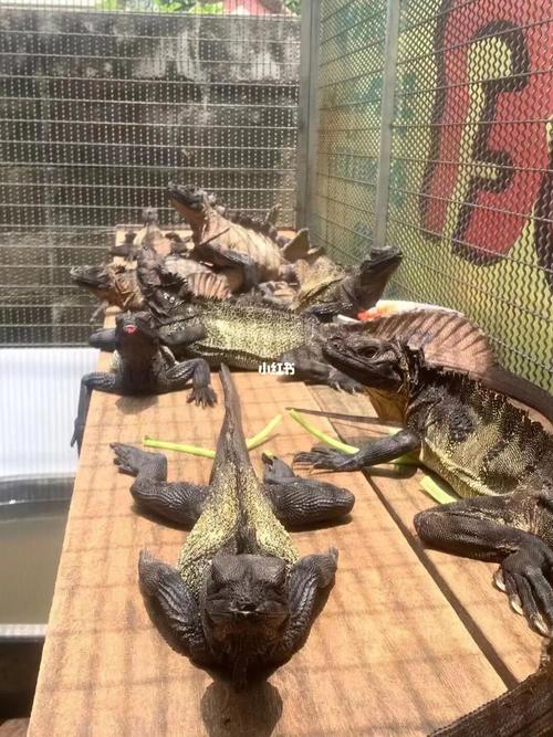 晒太阳 安汶斑帆蜥蜴