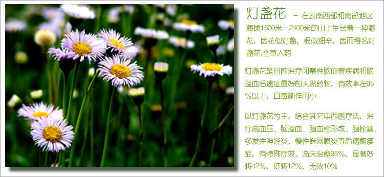 森冉生物 灯盏花/灯盏细辛提取物 专业提取 厂家直供
