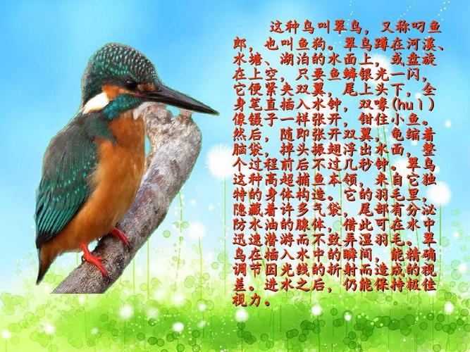 人教版三年级语文下册《翠鸟》ppt课件