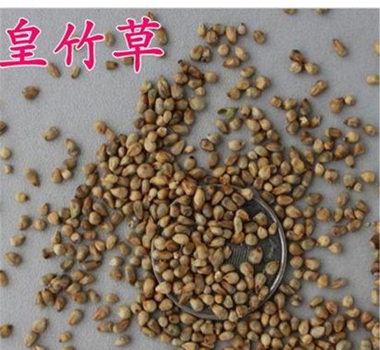 皇竹草 牧草种子 皇竹草种子 高效经济作物 甘蔗草 高产牧草