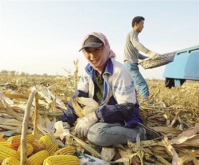 农民在地里收玉米手抄报手抄报图片大全